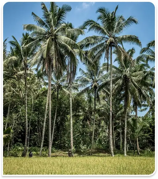 Coconut farm in Tamil Nadu