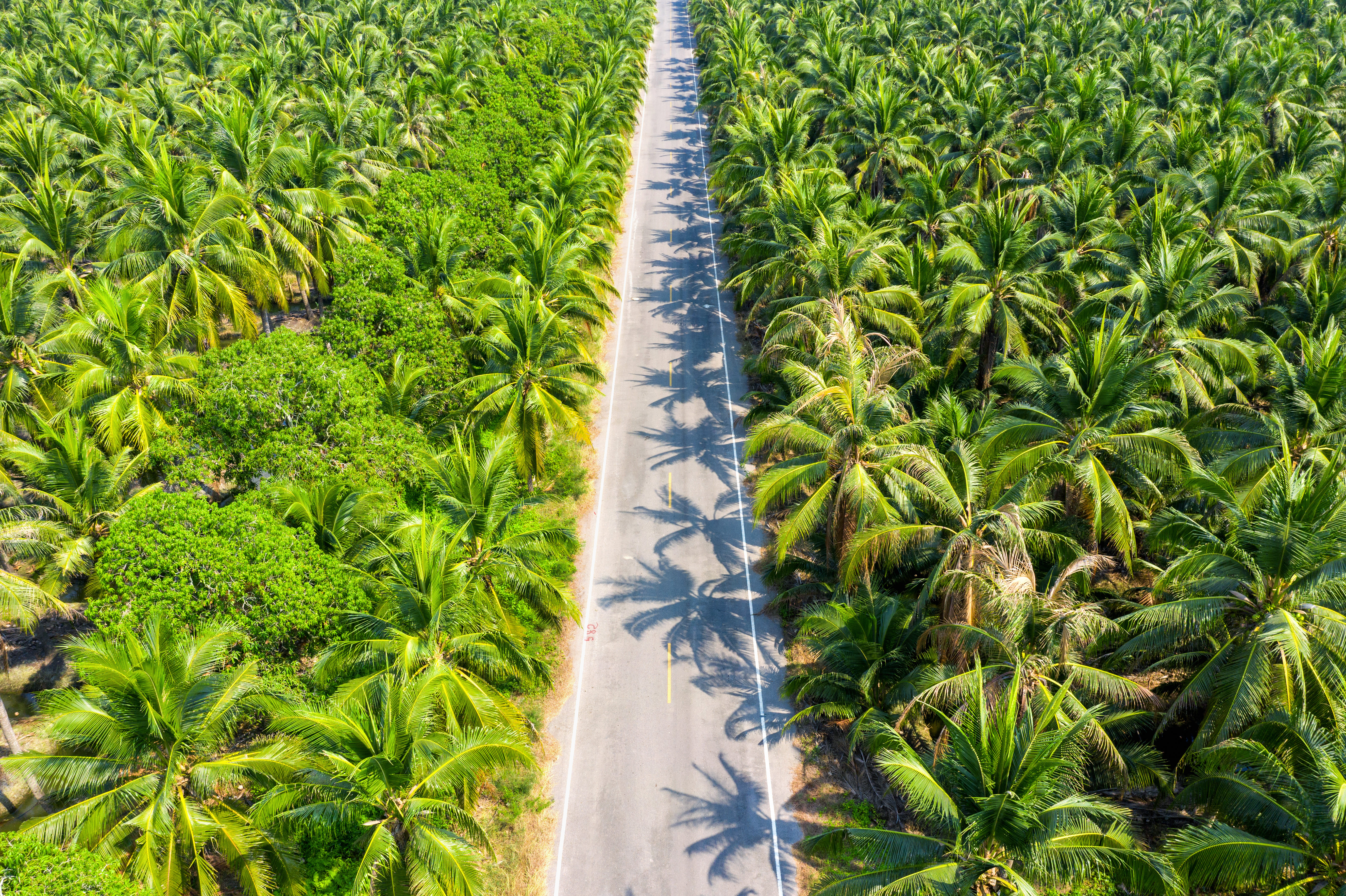 Coconut farm